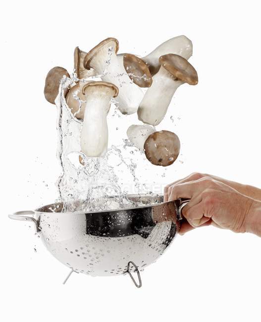 Man washing King trumpet mushrooms — Stock Photo