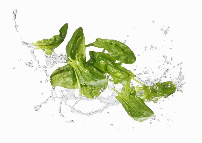 Frischer Spinat mit Wasserspritzer — Stockfoto