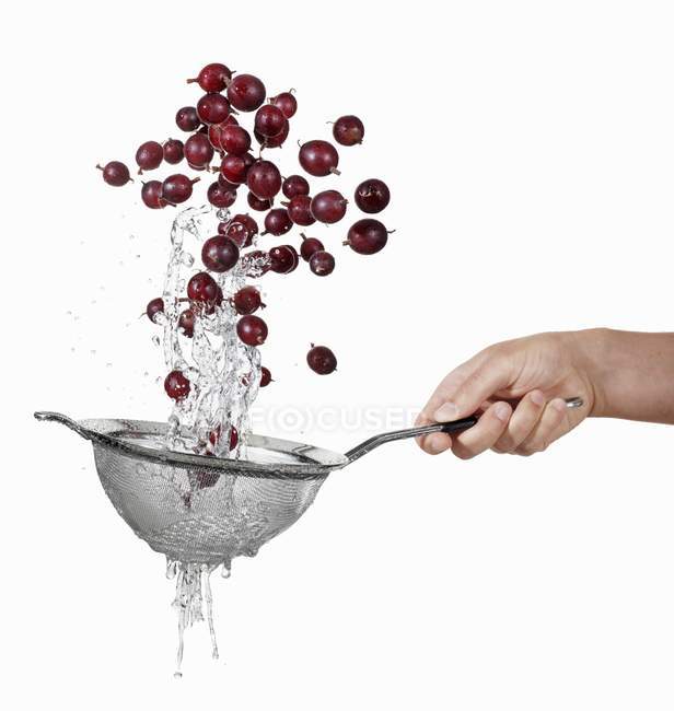 Hand Washing gooseberries in colander — Stock Photo