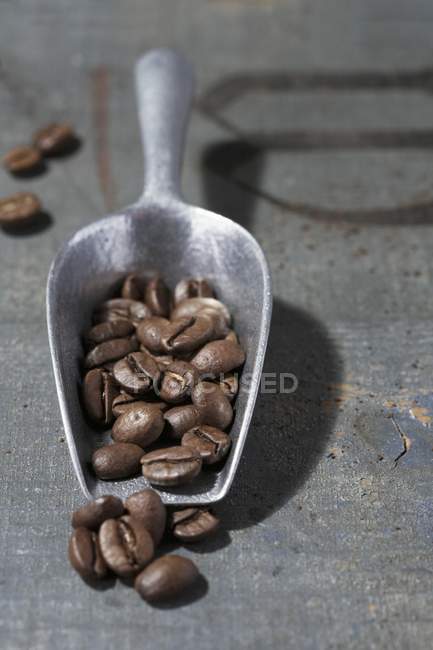 Granos de café en cucharada de metal - foto de stock
