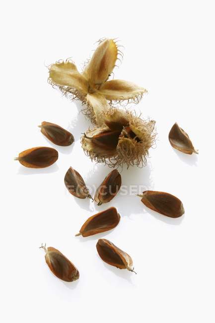 Raw Beech nuts and shells — Stock Photo