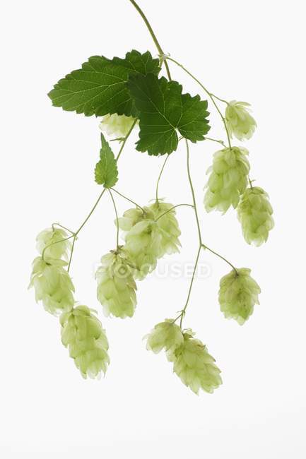Closeup view of fresh hops umbels with leaves on white background — Stock Photo