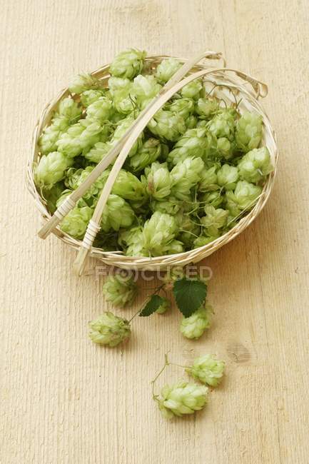 Elevated view of hops umbels in a wicker basket — Stock Photo