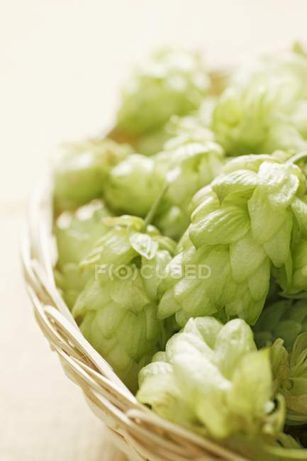 Closeup view of hops umbels in a wicker basket — Stock Photo