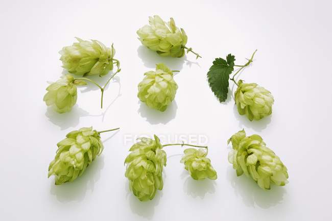Closeup view of hops umbels and leaf on a white surface — Stock Photo