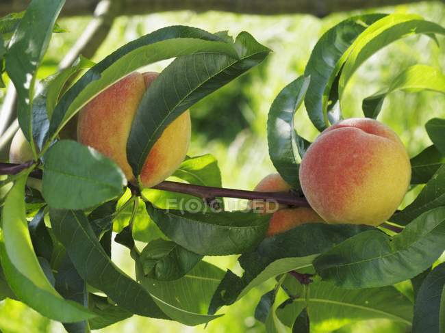 Pfirsiche wachsen am Baum — Stockfoto