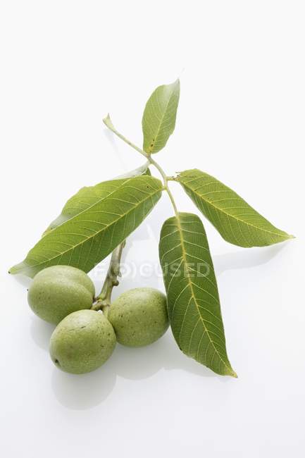 Walnuts on twig with leaves — Stock Photo