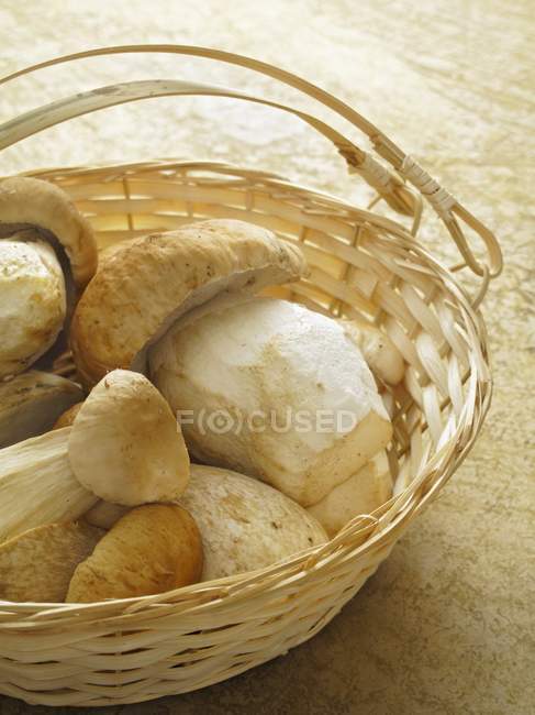 Fresh ceps in a basket — Stock Photo