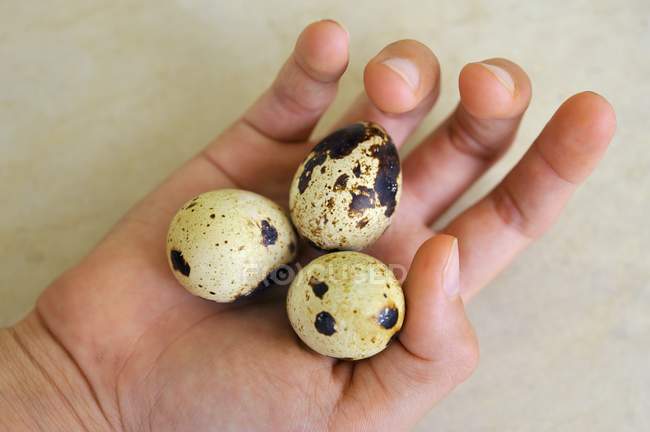 Mão segurando ovos de codorna — Fotografia de Stock