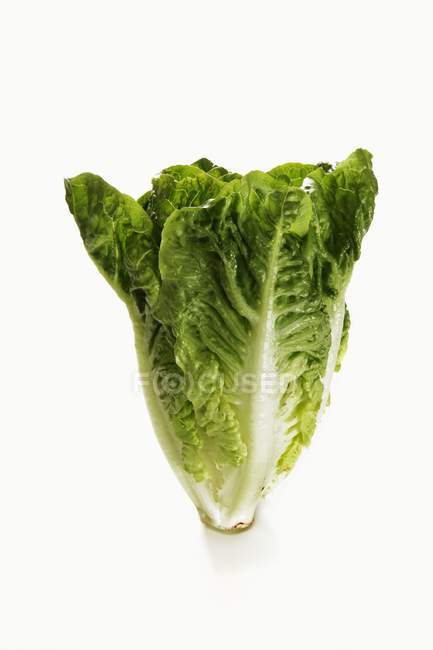 Fresh green lettuce — Stock Photo