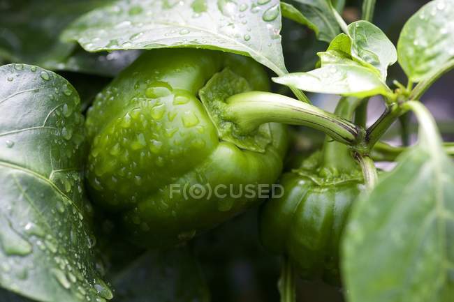 Pepper growing on plant — Stock Photo
