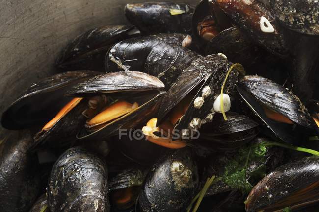 Steamed Irish mussels with lemon — Stock Photo