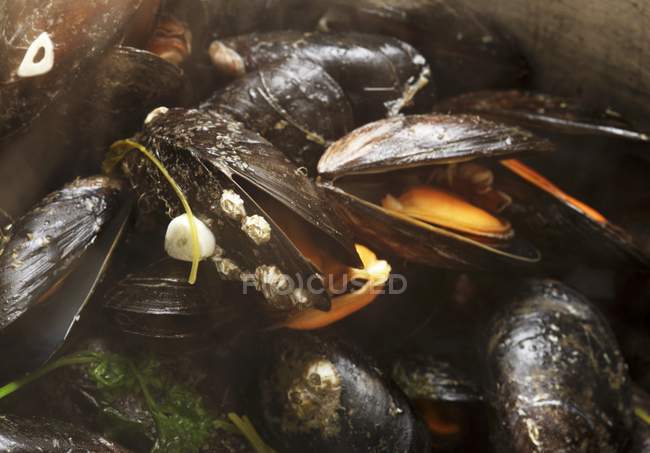Steamed Irish mussels with lemon — Stock Photo