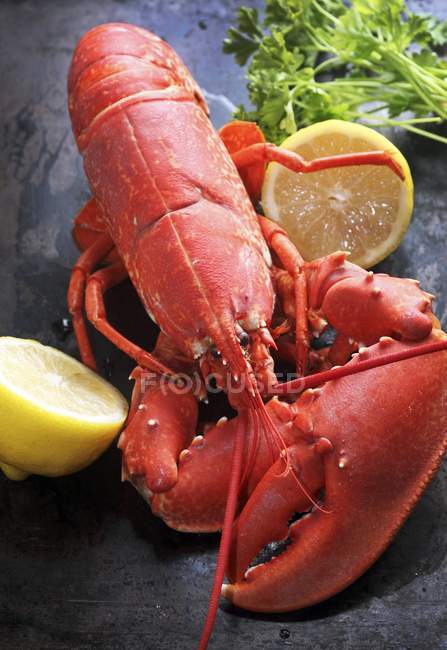 Vista de close-up de lagosta cozida com metades de limão — Fotografia de Stock