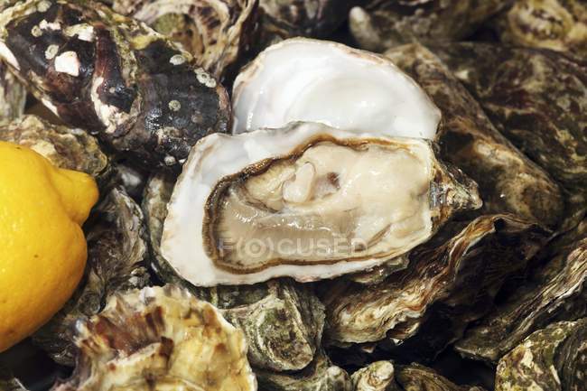 Fresh Irish oysters with lemon — Stock Photo