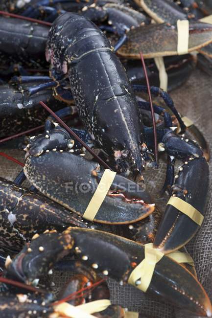 Closeup view of Irish lobsters heap with rubber bands on claws — Stock Photo