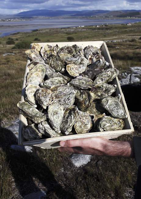 Visão diurna elevada das mãos segurando caixa de ostras frescas irlandesas — Fotografia de Stock