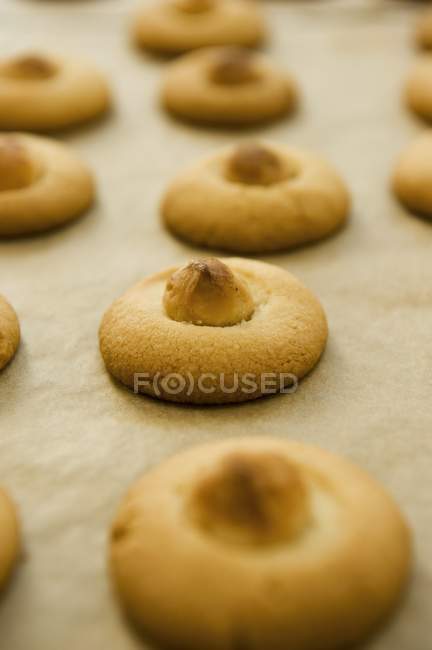 Печиво горіха макадамії — стокове фото