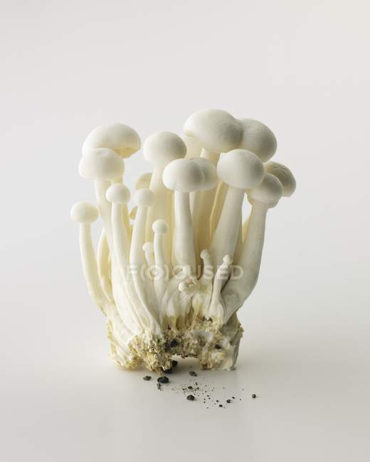Кучка белых буковых грибов — стоковое фото