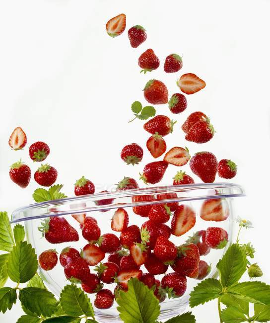 Fresas cayendo en un tazón de vidrio - foto de stock
