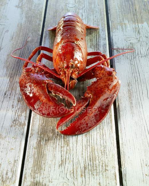 Closeup view of one red cooked lobster on wooden planks — Stock Photo