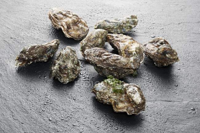 Raw fresh oysters — Stock Photo