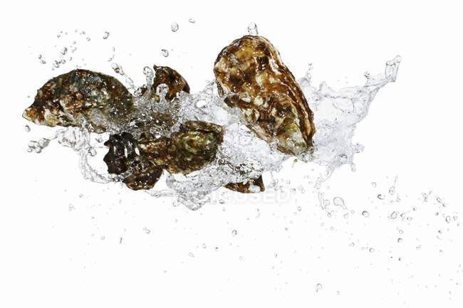 Fresh oysters with water splash — Stock Photo