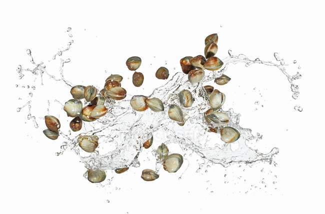 Muscheln mit Wasserspritzern — Stockfoto