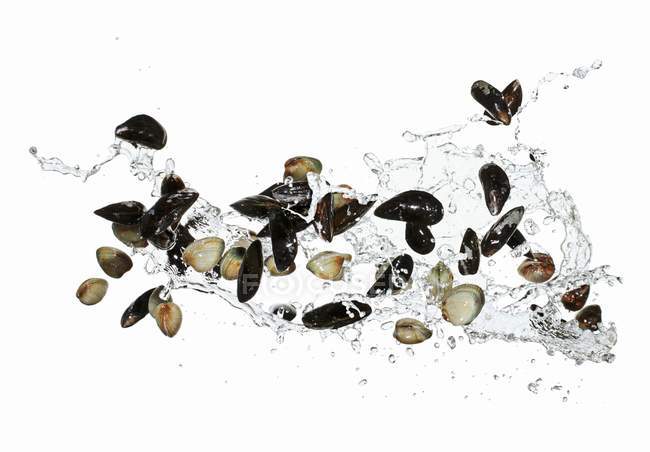 Mussels with water splash — Stock Photo