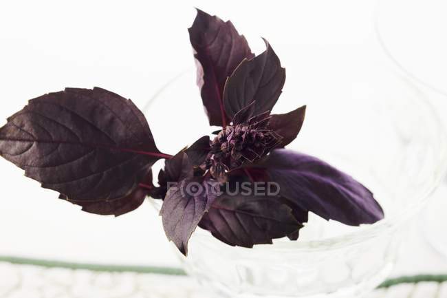 Fresh Purple Basil — Stock Photo