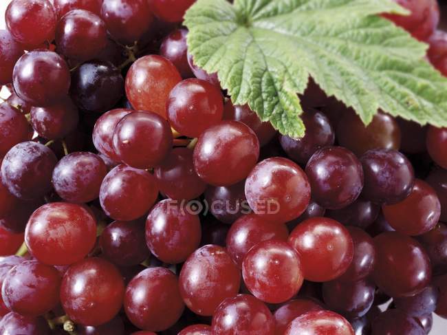 Красный виноград с листьями — стоковое фото
