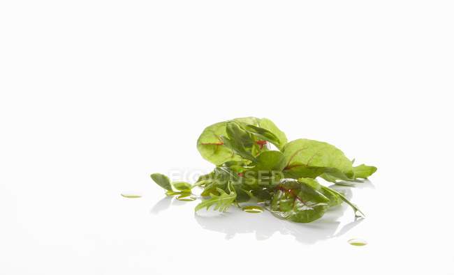 Свіжий салат листя — стокове фото