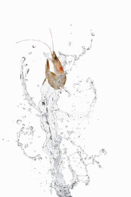 Vista close-up de camarão e respingo de água no fundo branco — Fotografia de Stock