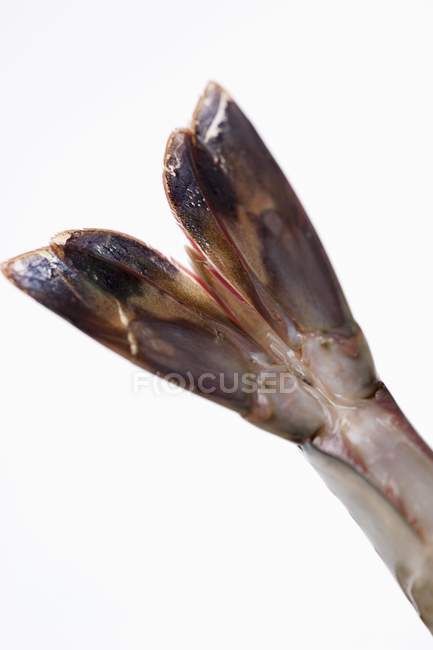 Close-up vista de cauda de camarão no fundo branco — Fotografia de Stock