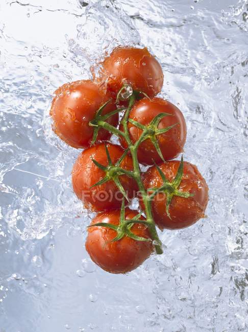 Tomates de vid en agua corriente - foto de stock