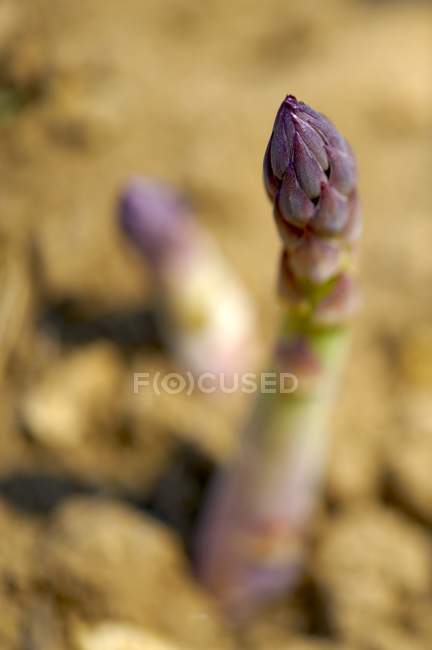 Fresh Asparagus in field — Stock Photo
