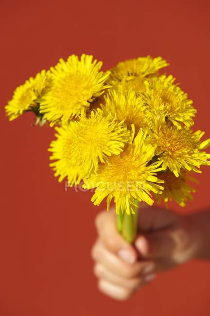 Vue rapprochée d'une main tenant un bouquet de pissenlits jaunes — Photo de stock