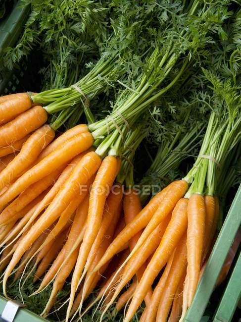 Банки свежей моркови со стеблями — стоковое фото