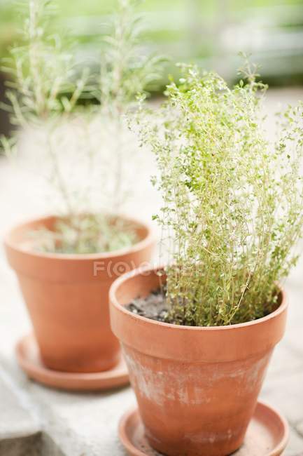 Vista close-up de tomilho e alecrim plantados em vasos de argila — Fotografia de Stock
