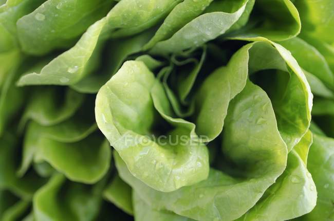Lettuce growing in garden — Stock Photo