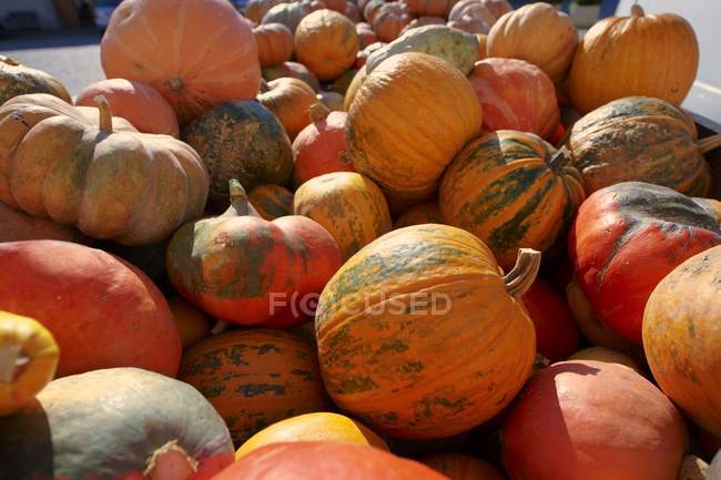 Zucche arancioni giganti — Foto stock