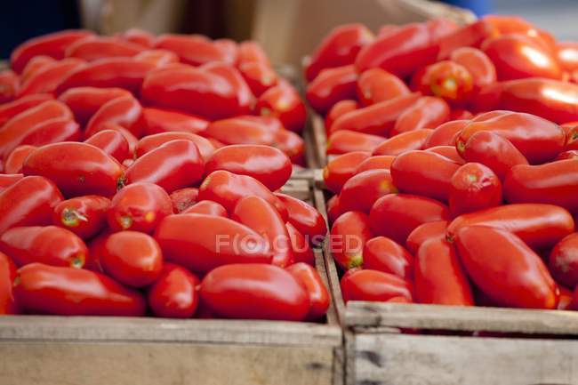 Muitos tomates vermelhos. — Fotografia de Stock
