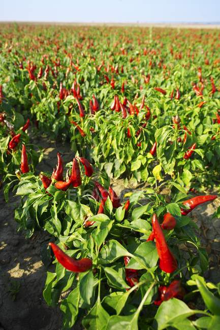 Peppers growing on plans — Stock Photo