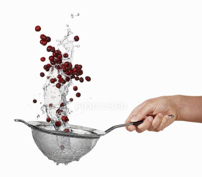 Hand Washing cranberries — Stock Photo