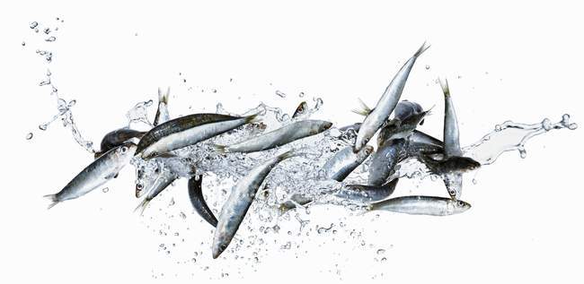 Sardines crues aux éclaboussures d'eau — Photo de stock