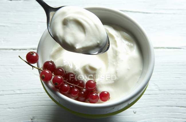 Yogurt with fresh redcurrants — Stock Photo
