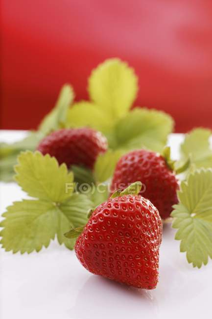 Fresh Strawberries with leaves — Stock Photo