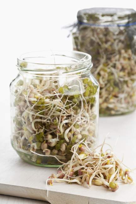 Bean sprouts in jars — Stock Photo