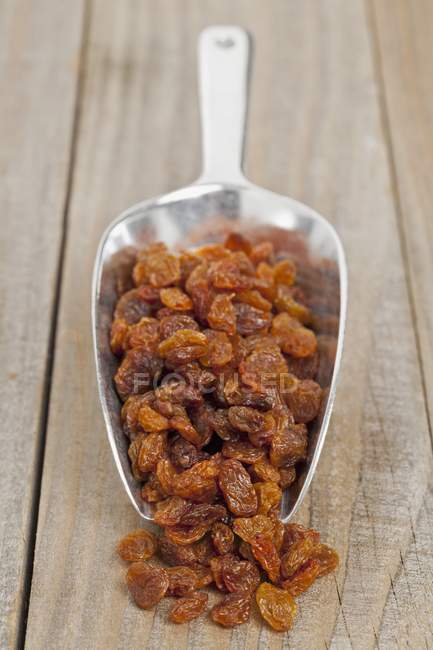 Sultanas on a metal scoop — Stock Photo