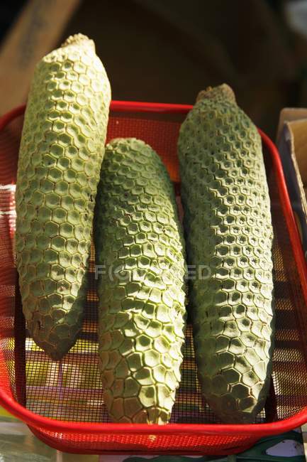 Closeup view of Monstera deliciosa in a red wire basket — Stock Photo